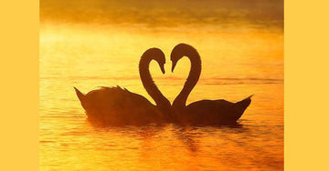 Monogamous Relationships Exist Throughout The Animal Kingdom - panties.com