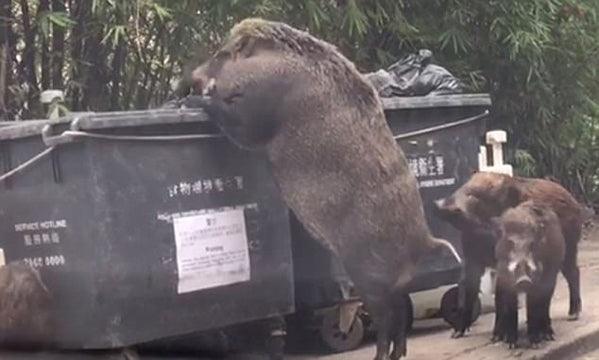Pigzilla found eating out of dumpster! - panties.com